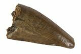 Juvenile Tyrannosaur Premax Tooth - Judith River Formation #93120-1